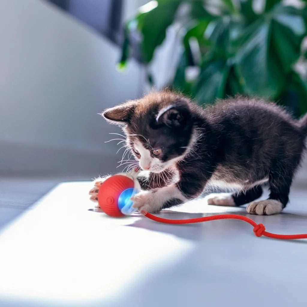 Activate WhiskerBall